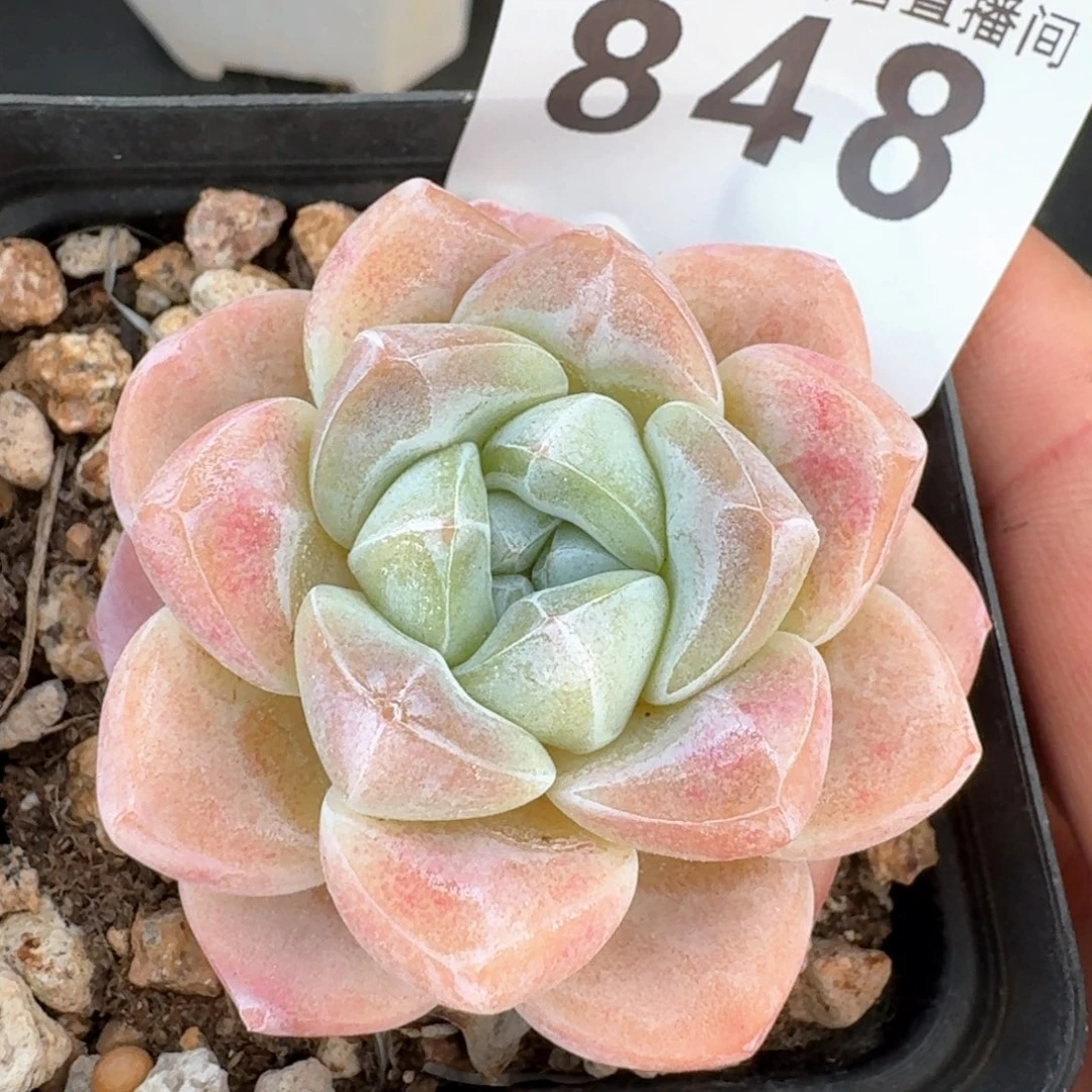 冰玉         多肉植物