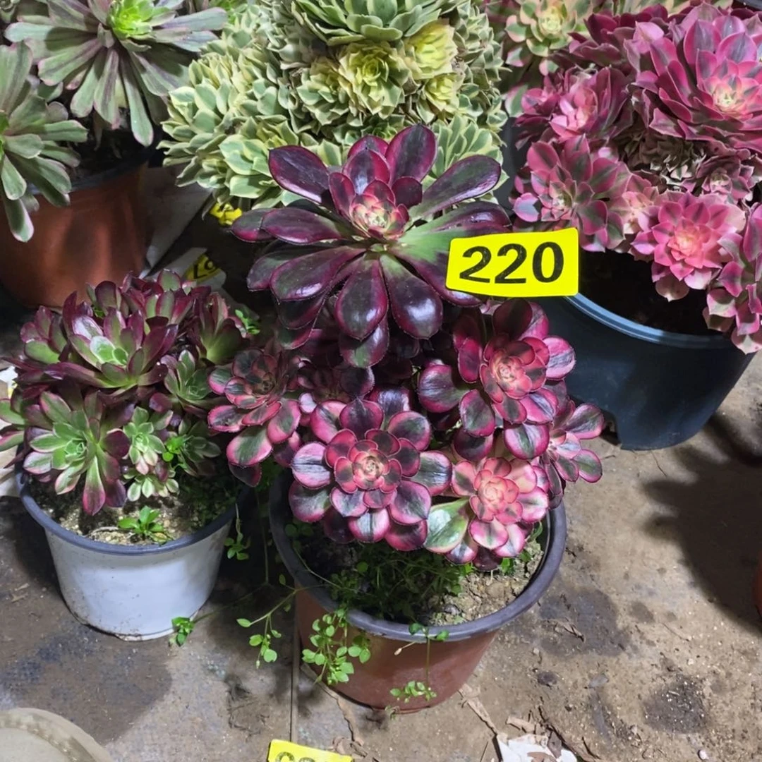 小*鹿香奈红色多肉法师220