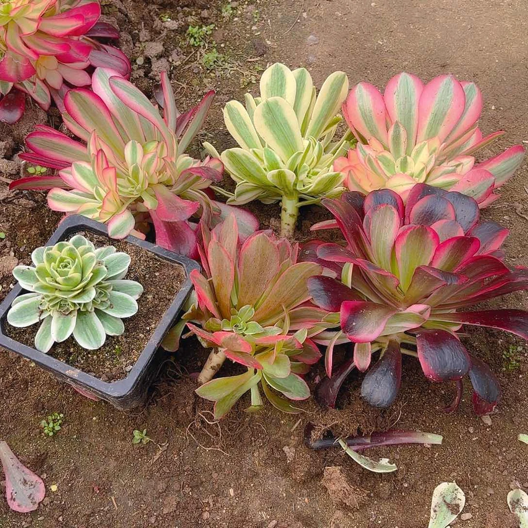 六颗不同品种多肉植物