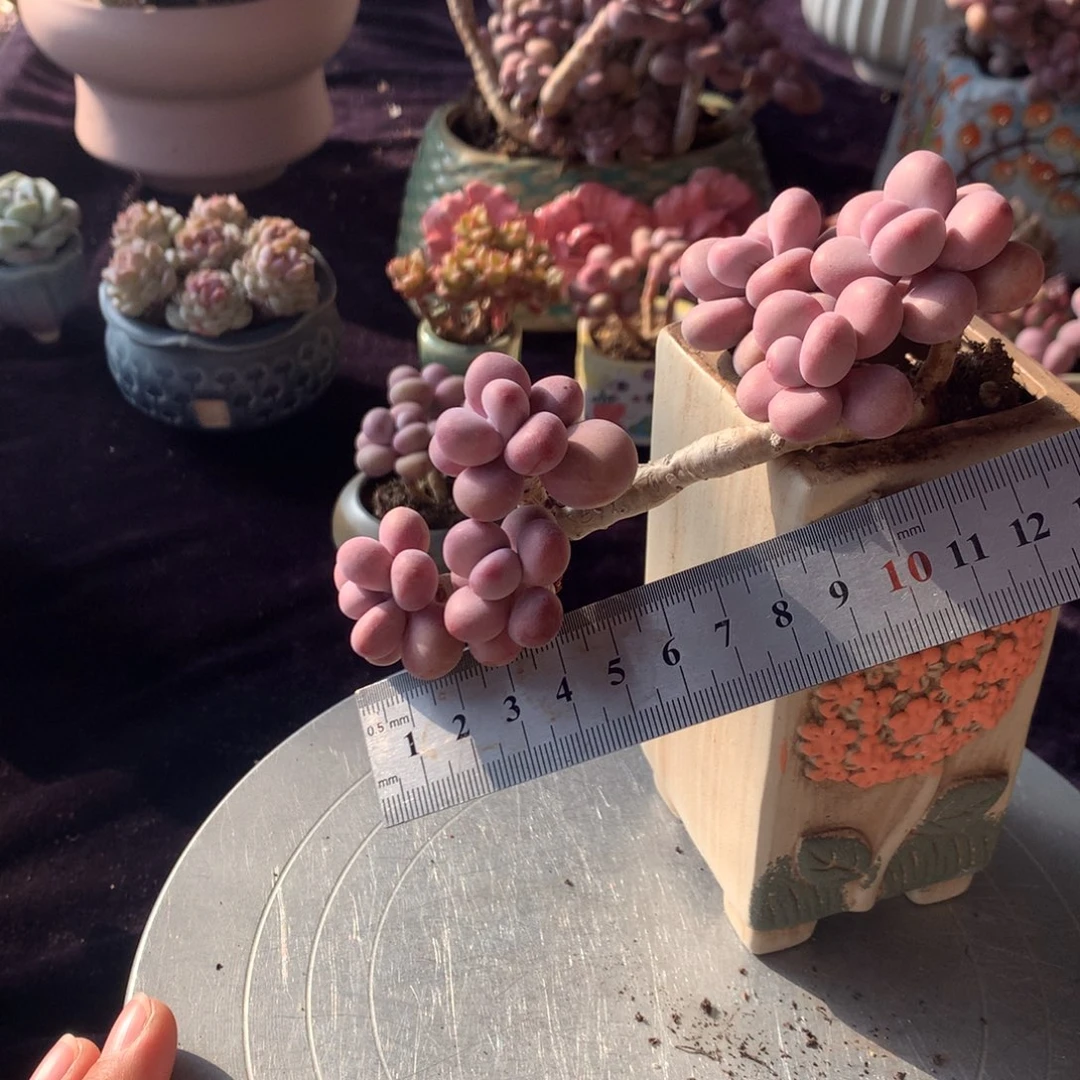 30号不带盆偏远的不包邮的