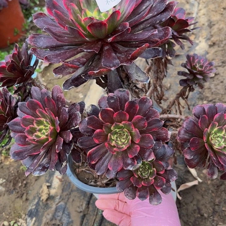 203黑金刚多肉法师不包断枝