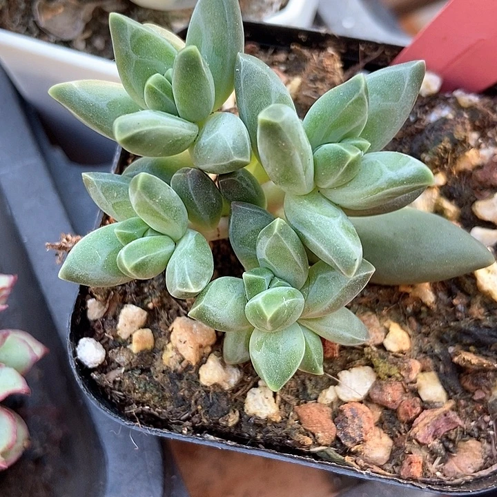 多肉植物梵高群7001