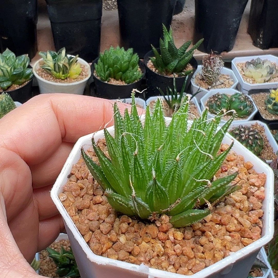 编号原始种十二卷