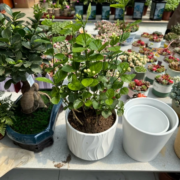 茉莉花瓷盆原盆可选