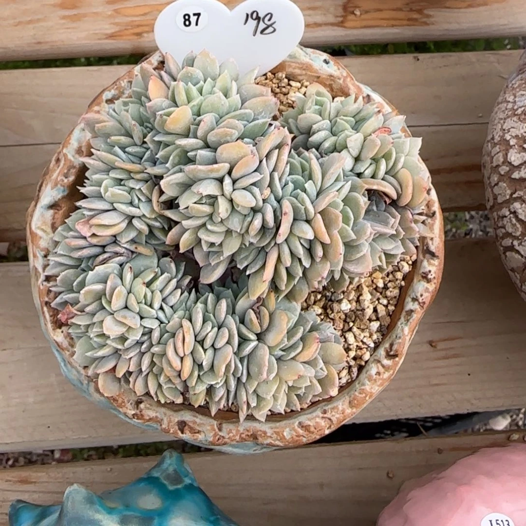 叶植庭多肉：白茶缀