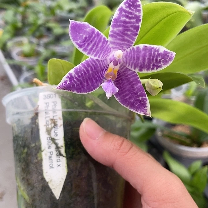 小***片完全开放柳林蓝豹交蓝鹦鹉 硬杯