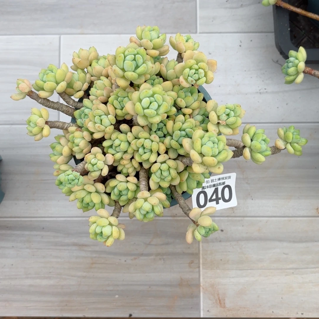 单***良林芝莲老桩无盆土发货