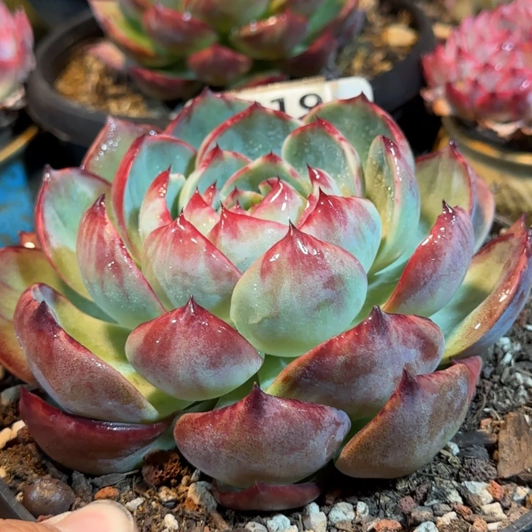 惊鸿一物一拍包装收缩花旱819