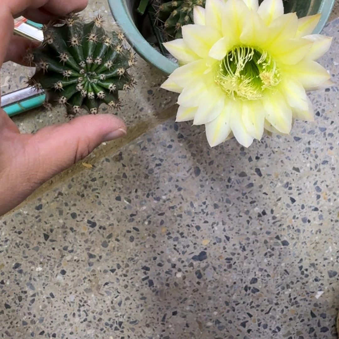 226彩草28歪无根侧牙4公分左右，20包邮