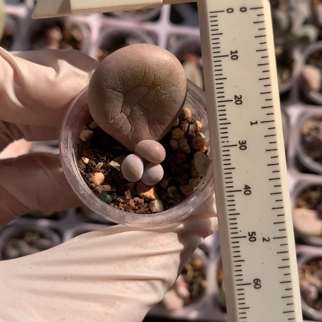 库普，库普哈哈哈哈