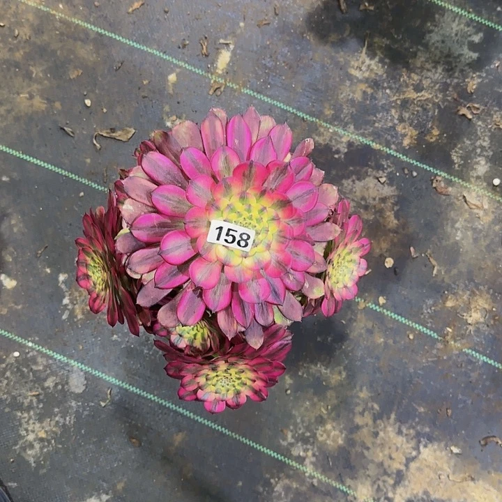 好*爱158维纳斯多肉法师