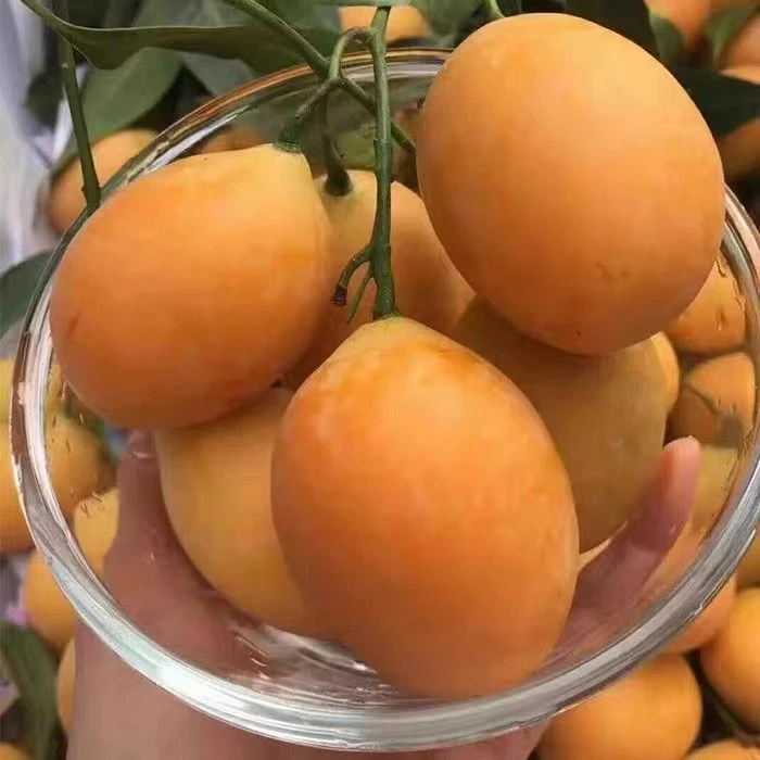 顺丰新鲜当季热卖枇杷芒薄皮水果迷你小芒果新鲜水果香甜可口皮薄