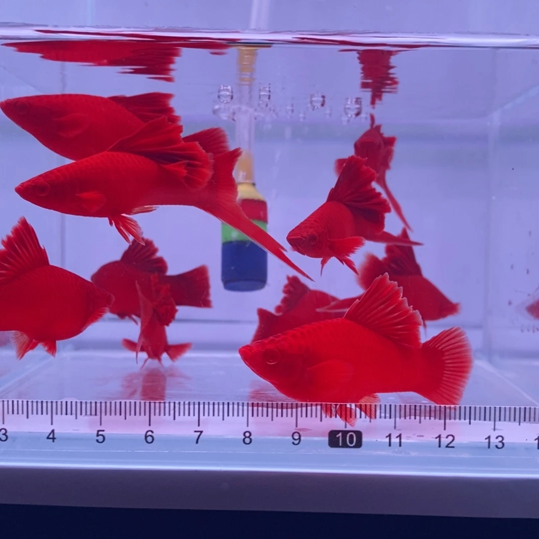 红剑鱼高鳍红剑亚成5公5母