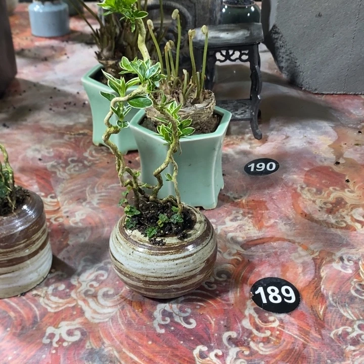 茜***9无花朵一物一拍218