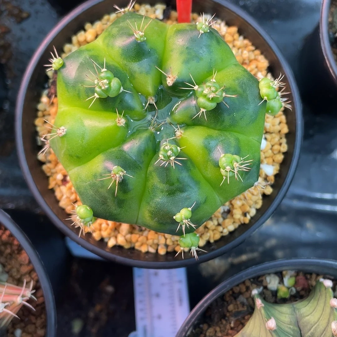1-31绿巨人母本6.5厘米
