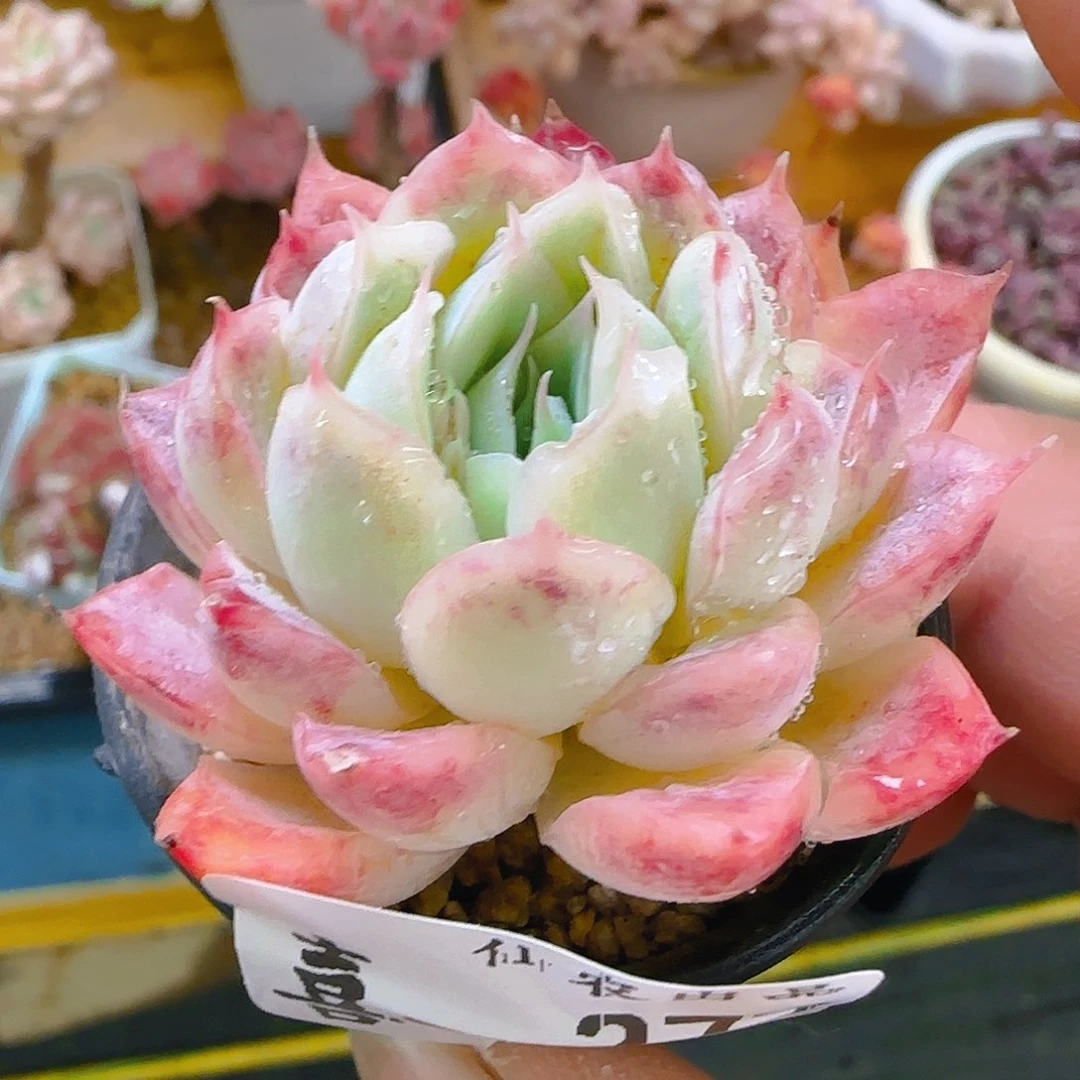 仙农月影，377、仙农出品