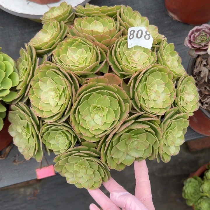 开****多肉植物提取技术808