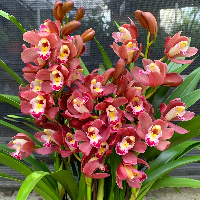 兰花红宝石带花剑带花苞室内外好养花卉绿植香味浓花期长盆栽
