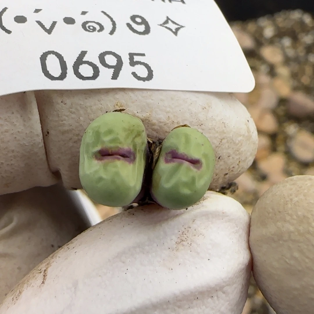 0695。小特一下。。。。。