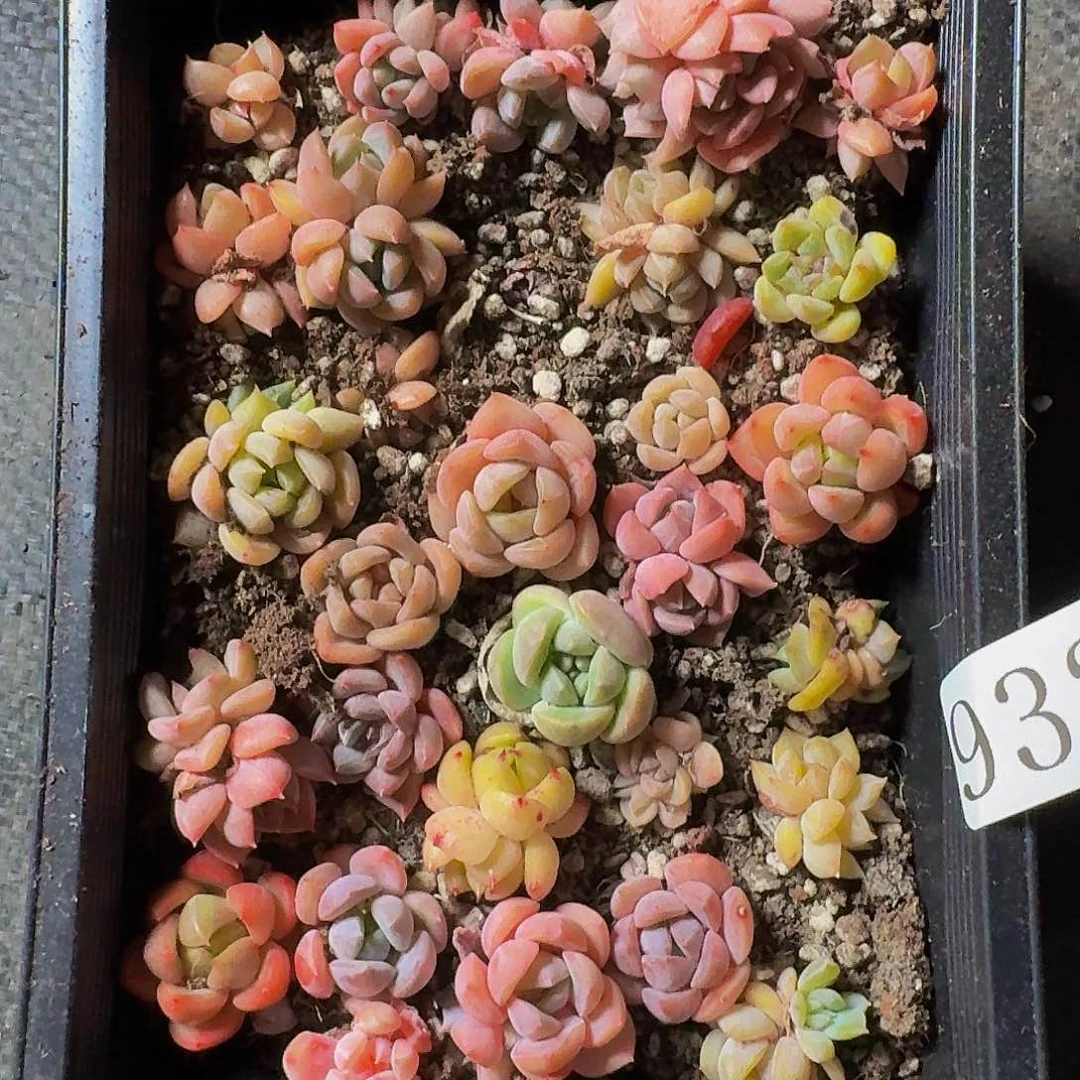 多肉植物多肉植物932
