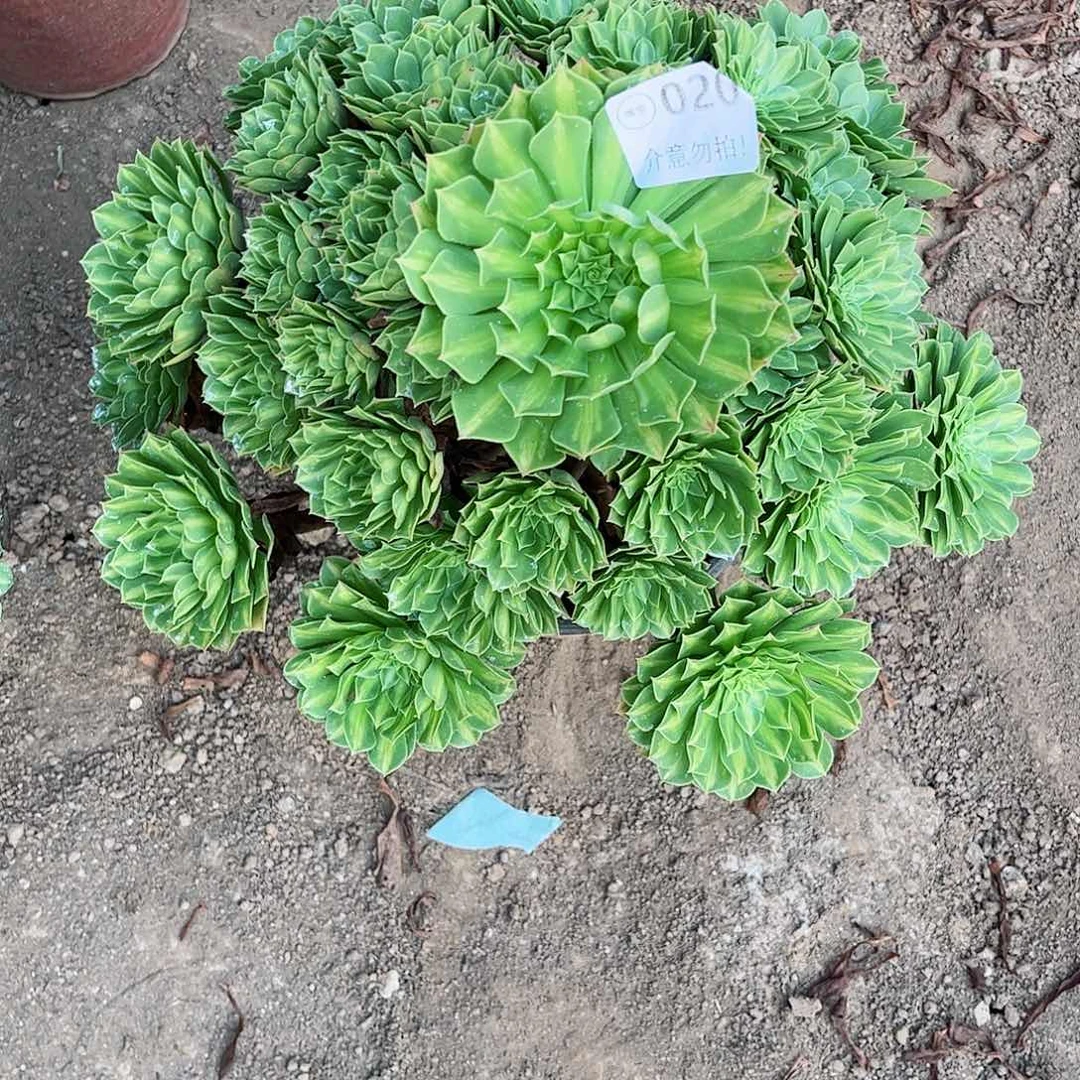 无花朵多肉植物020