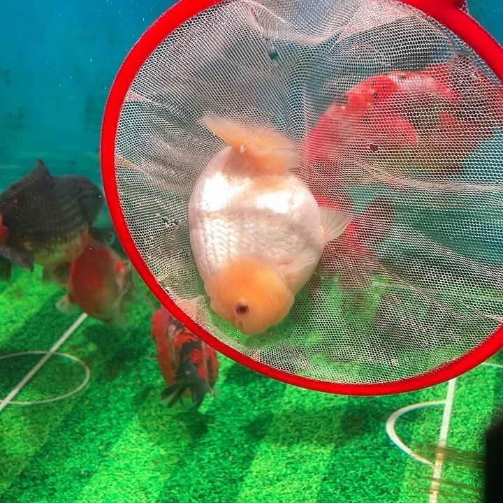 金鱼十二公分玉面兔子