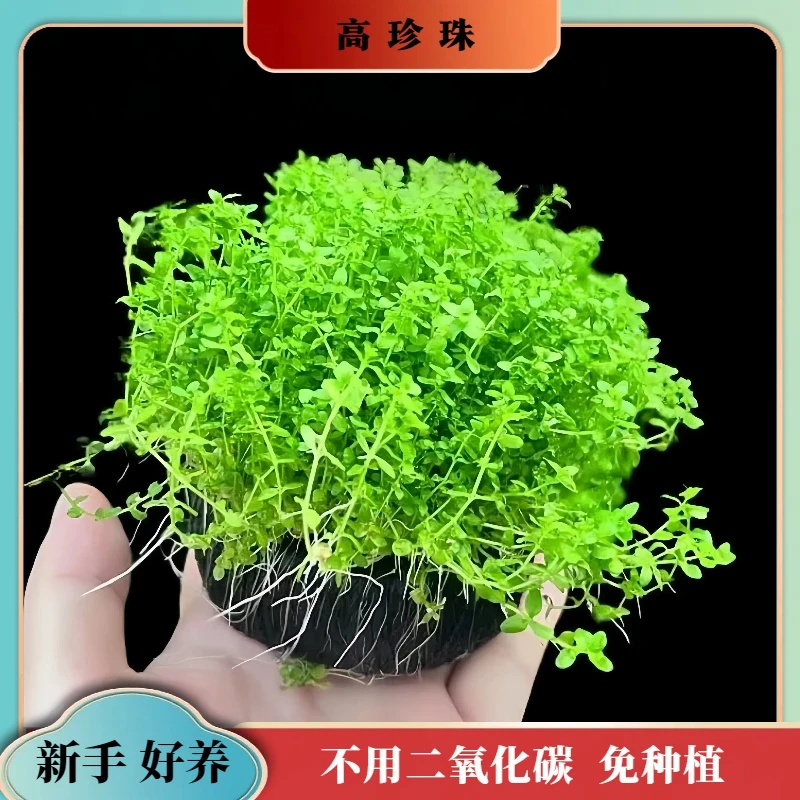 【3坨高珍珠草】无需栽种不用二氧化碳四季水草鱼缸造景专用