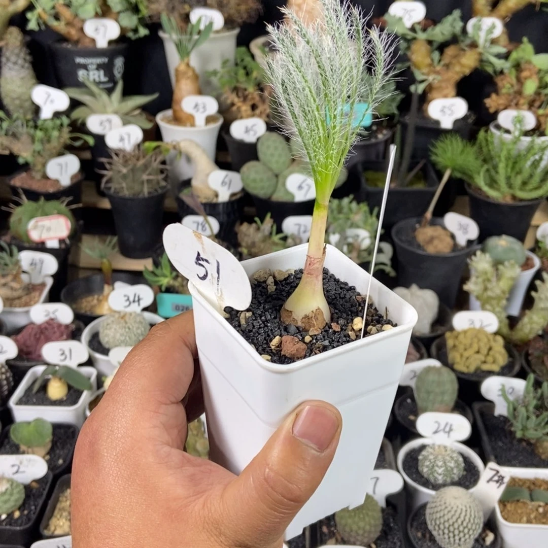 沃特山大型金刚钻