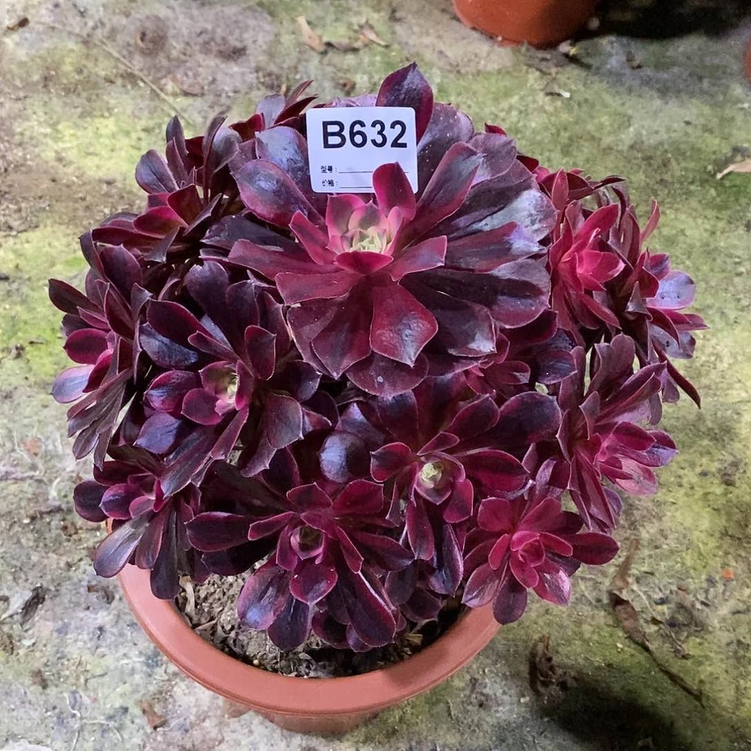 美杜莎多肉植物632