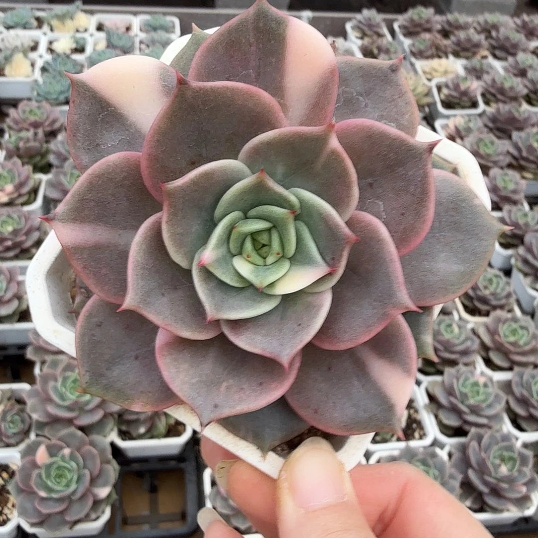 贝加尔湖锦，多肉植物