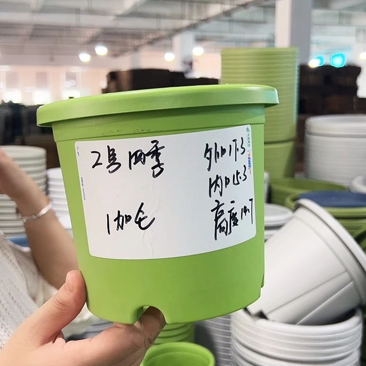 特价2号四季口17.3高14.7果绿带托10只