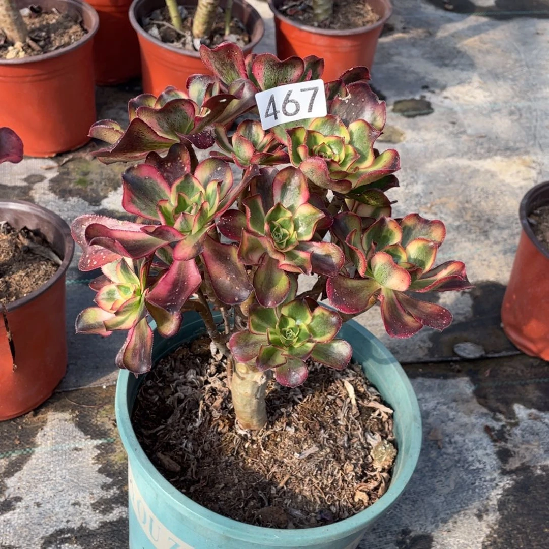 何魅影多肉植物老桩