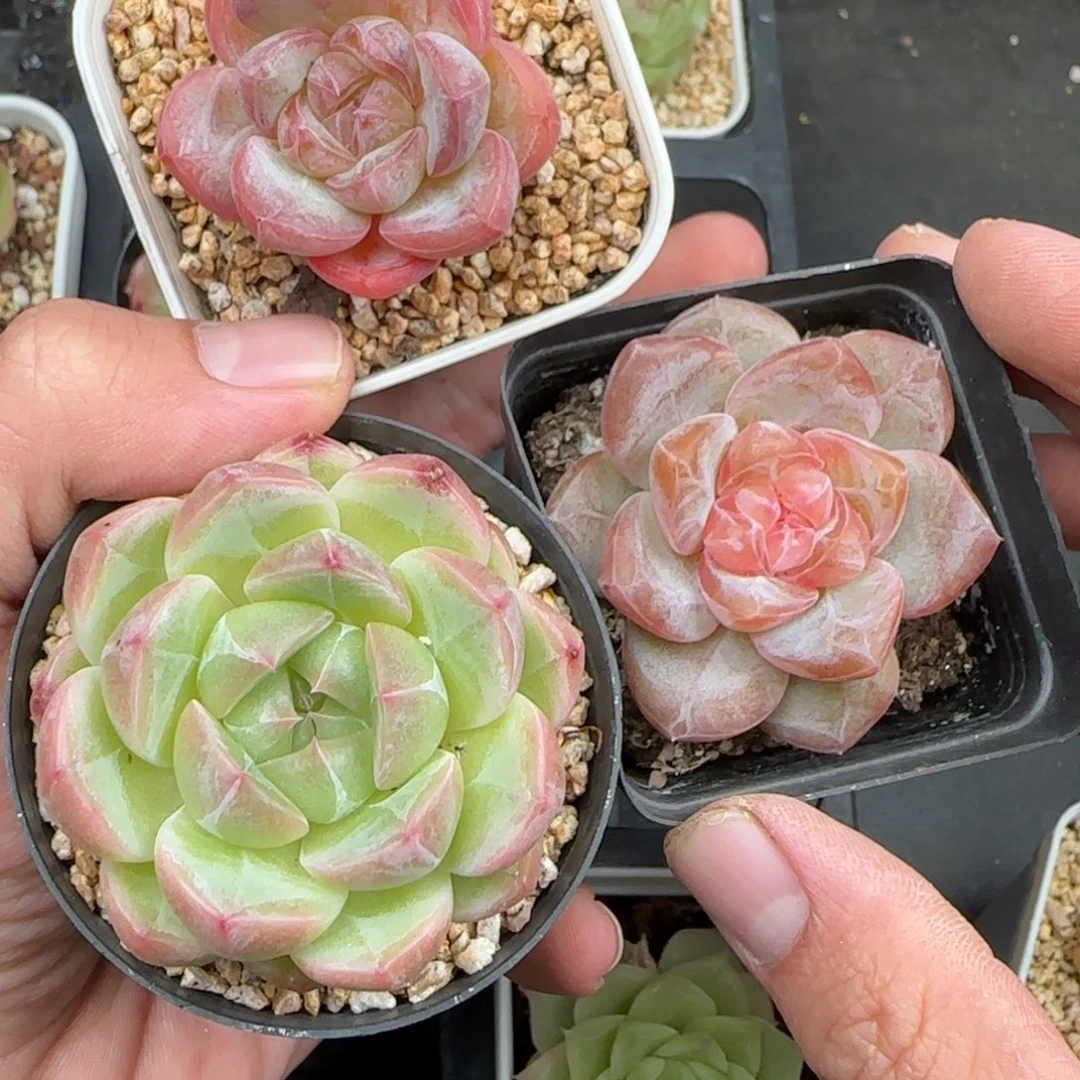 随****一物一拍琥珀珍妮