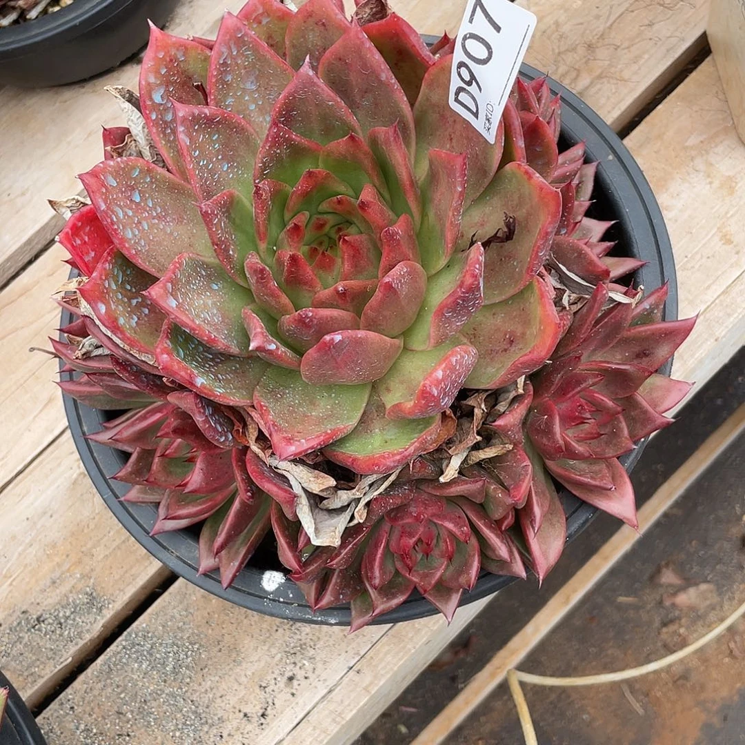 若如东云组拍D907