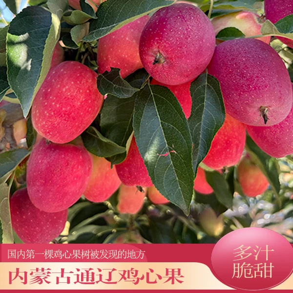 【超大巨无霸】正宗通辽鸡心果现采现摘脆甜多汁,皮薄核小,产地直发