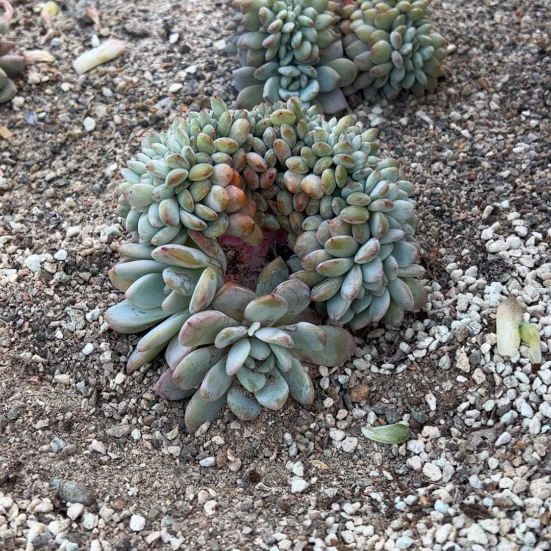 B2-12的的的的的人多肉