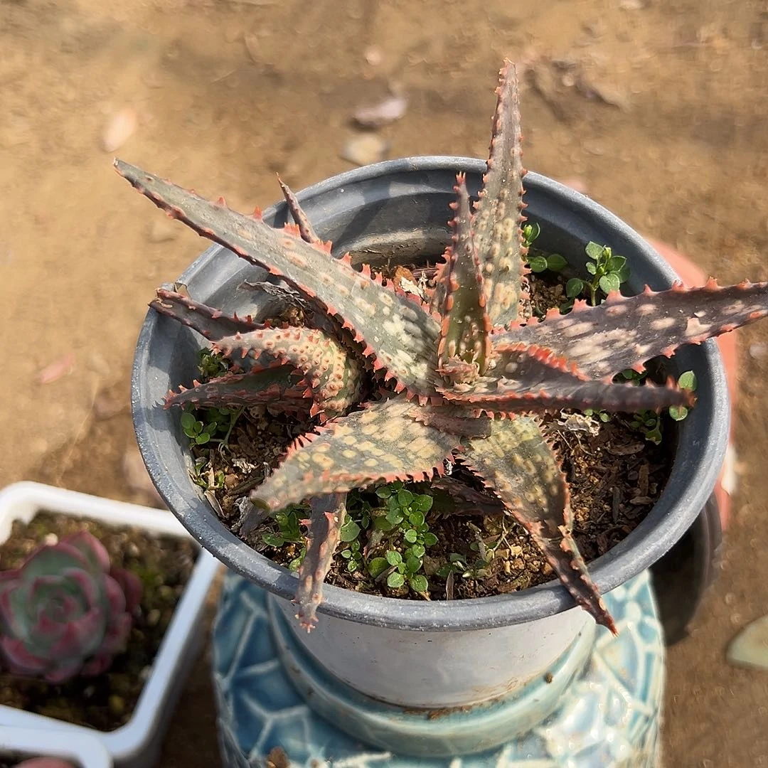 多肉植物多肉植物