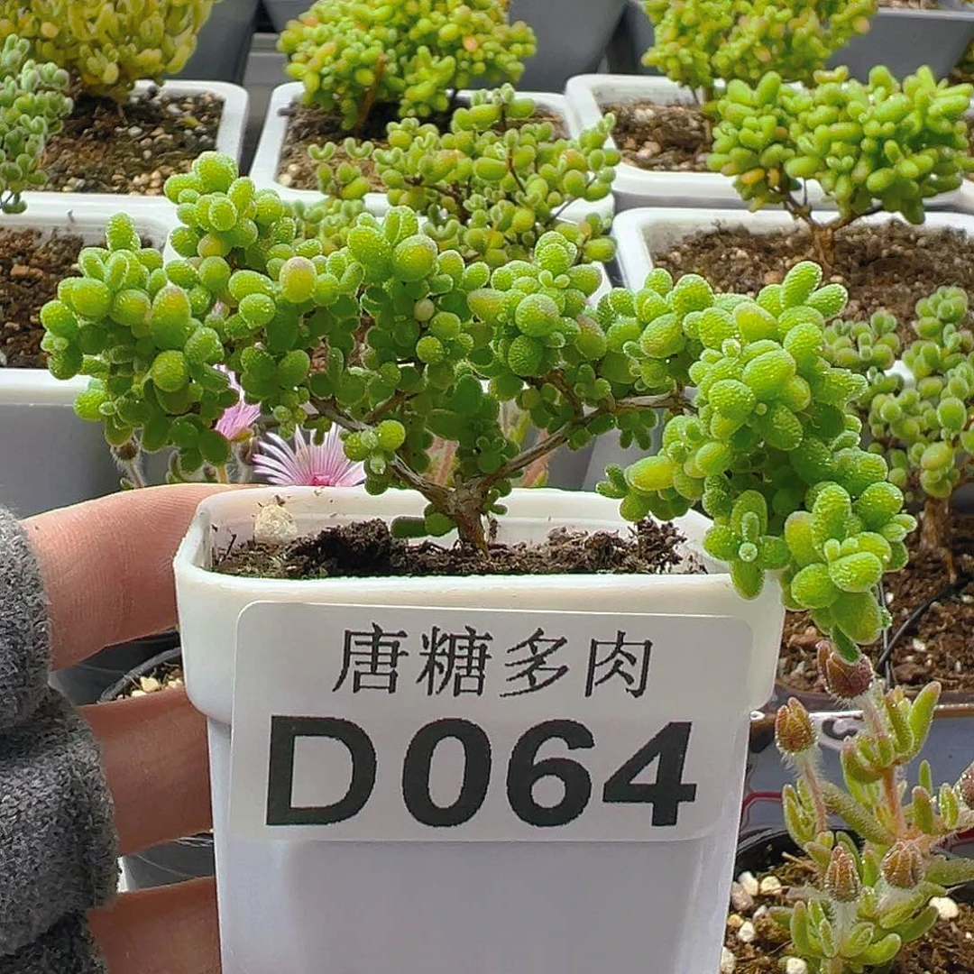 蜜橘064。
