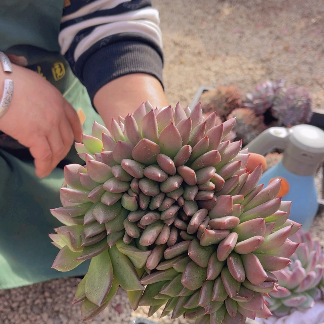 海***燕多肉皮蛋缀不带盆11漂亮