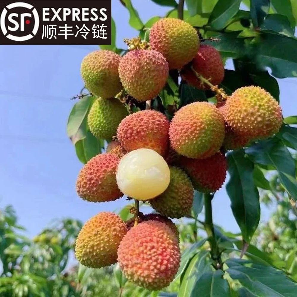 妃子笑荔枝应季水果核小肉厚多汁头茬广东老树果酸甜可口整箱10斤