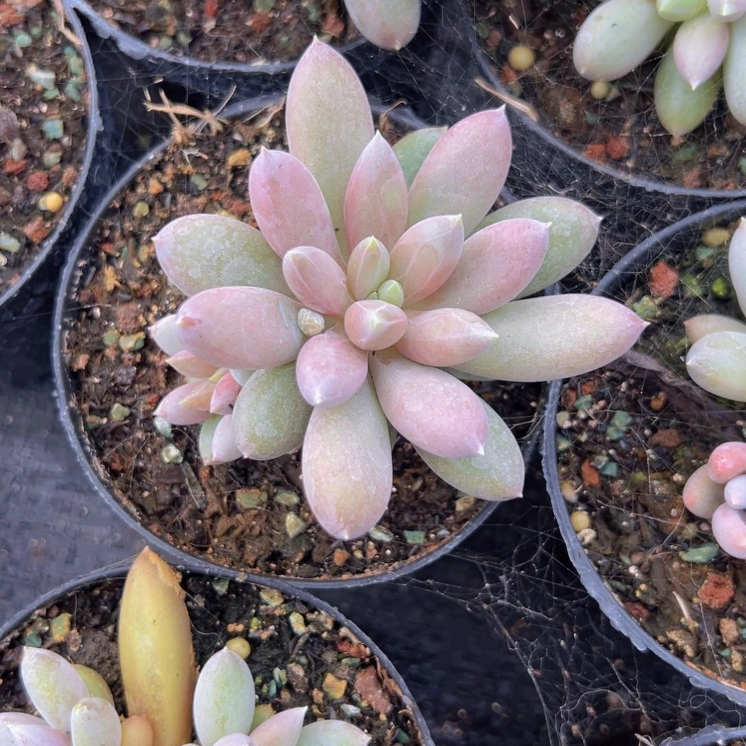 红体哥特萝莉一物一拍