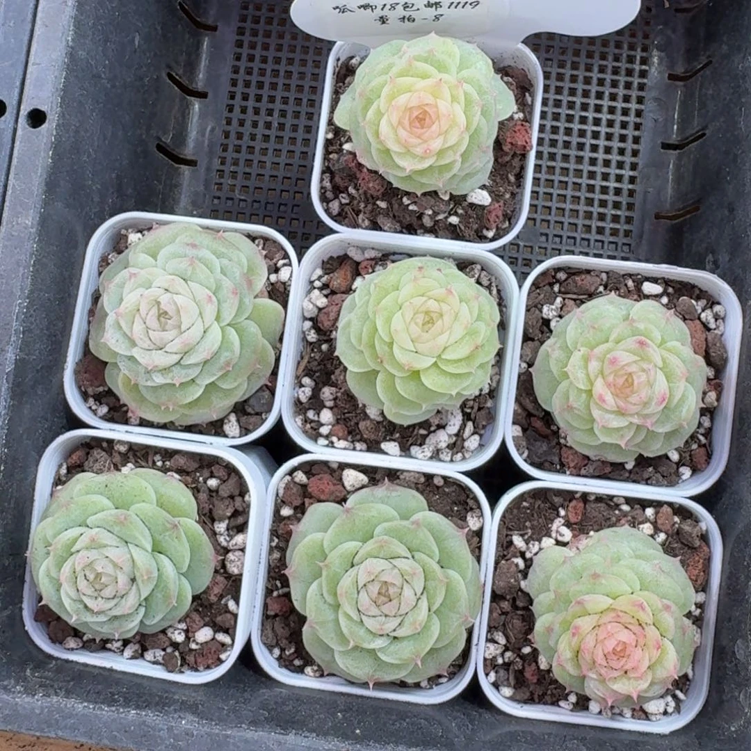 1119-08-无心绿一颗量拍