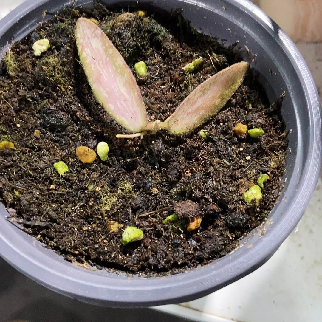 醒***山完全开放斑印内锦一物一拍