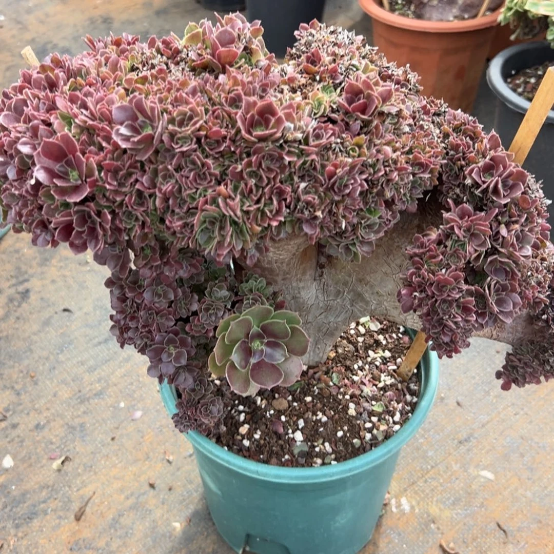 玫瑰朵朵缀化老桩瑕疵