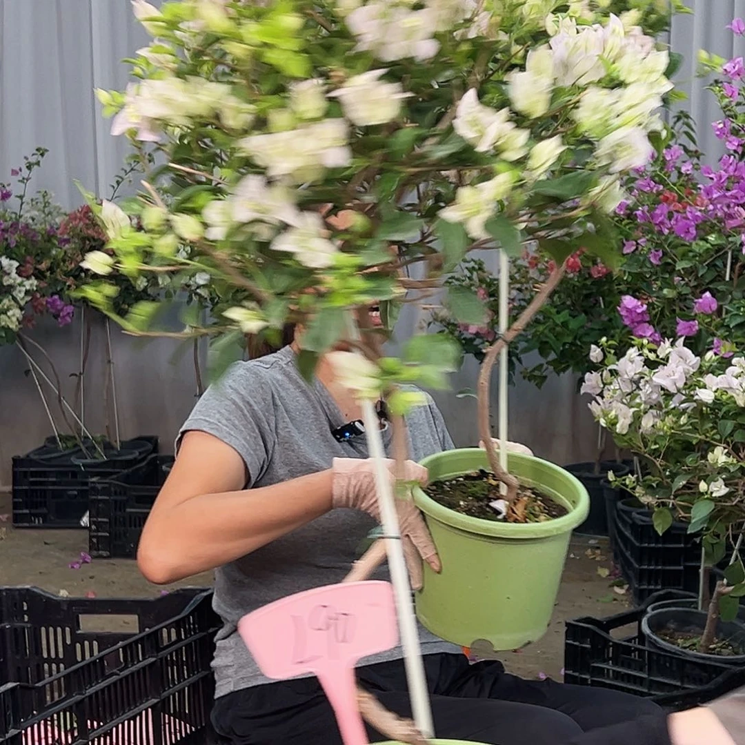 小***杨大部分花苞少量开放L90苹果花