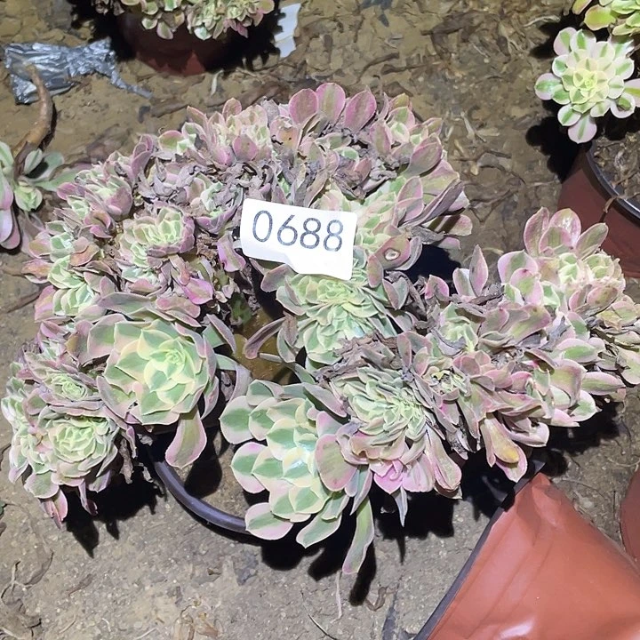 多肉植物法师688女巫缀