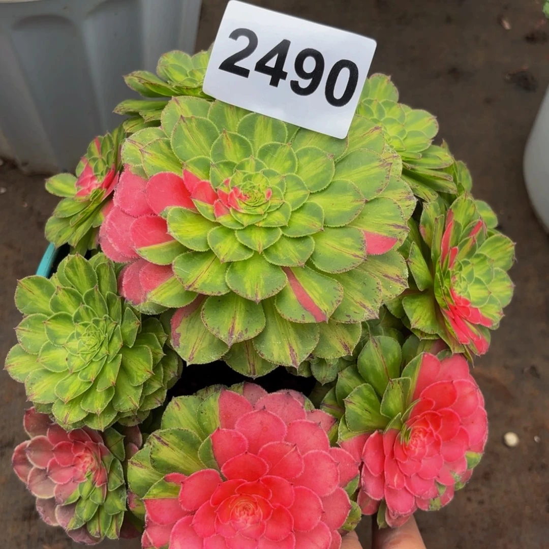 2490多肉植物知否