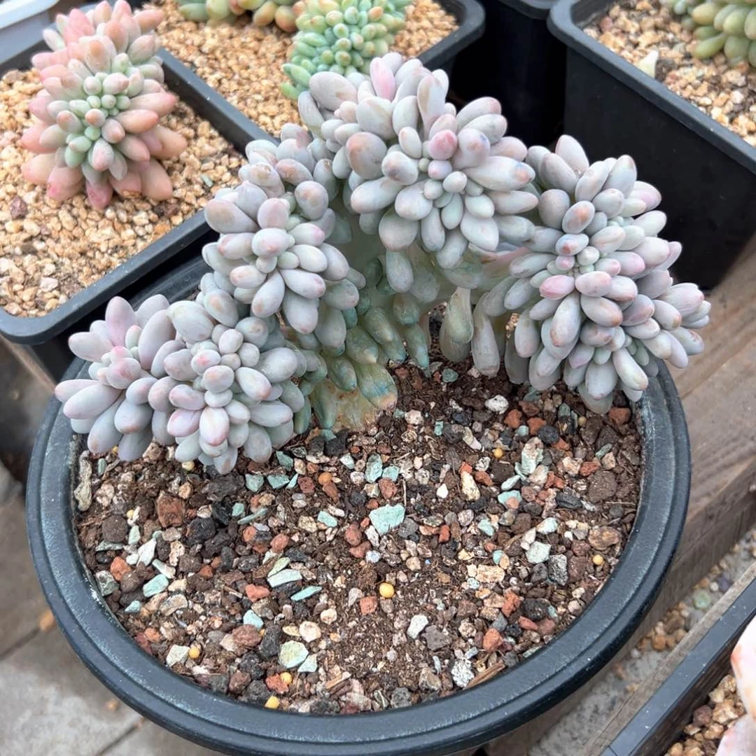 无花朵汤圆缀化11111111