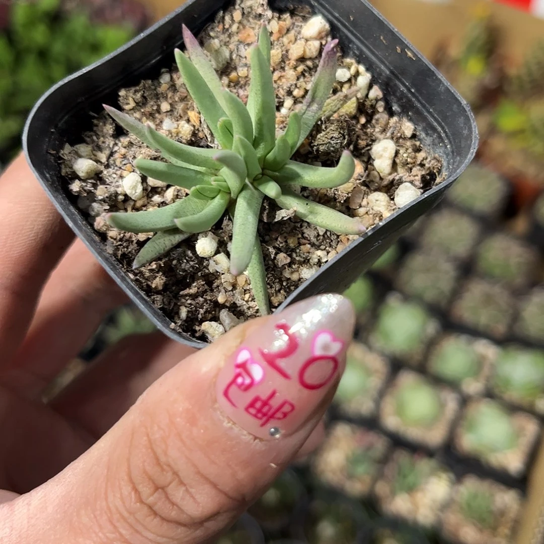 艾杜纱单头发货有根