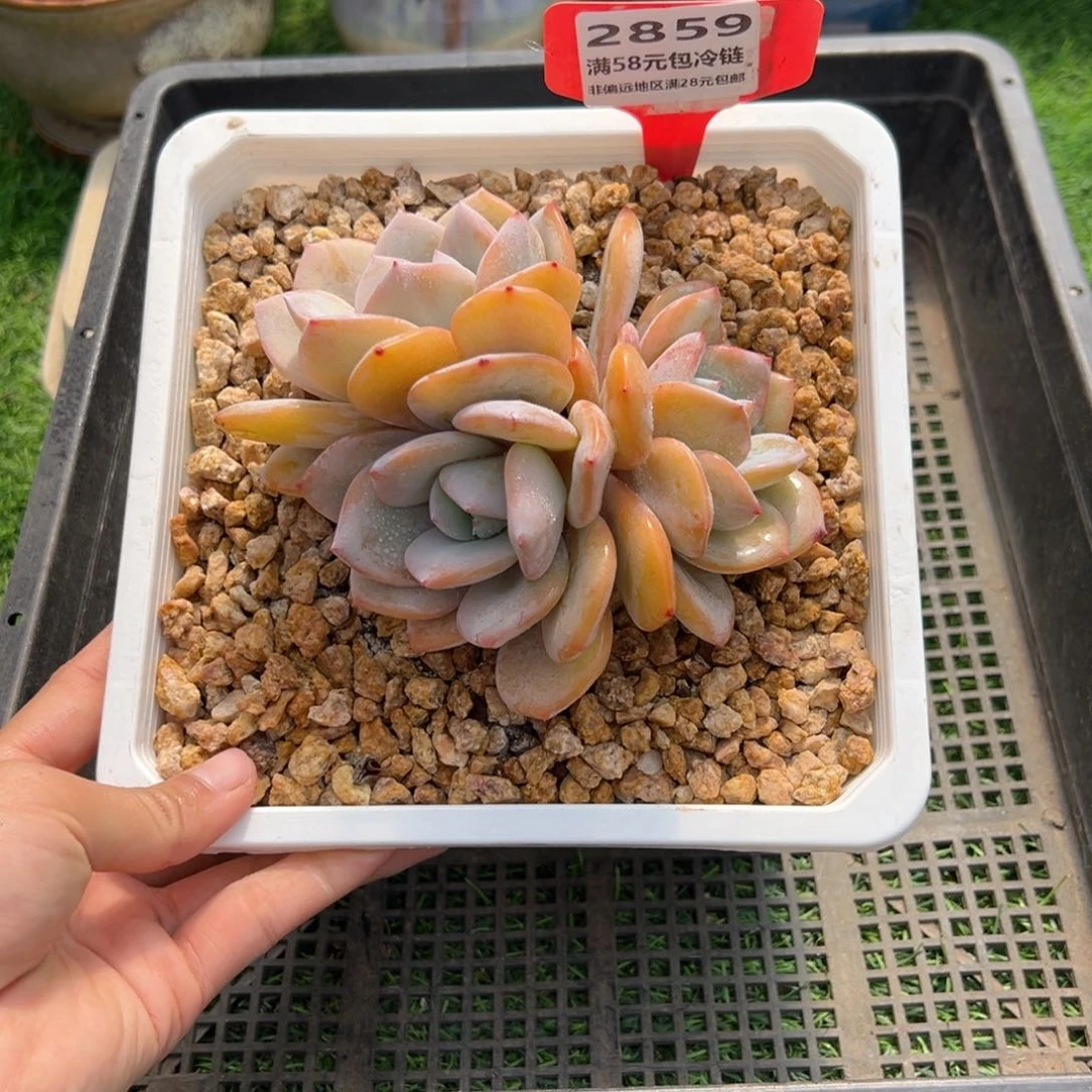 表妹精品多肉2859.